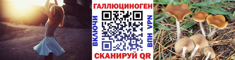 дарнет шоп Благодарный Галлюциногенные грибы Cubensis